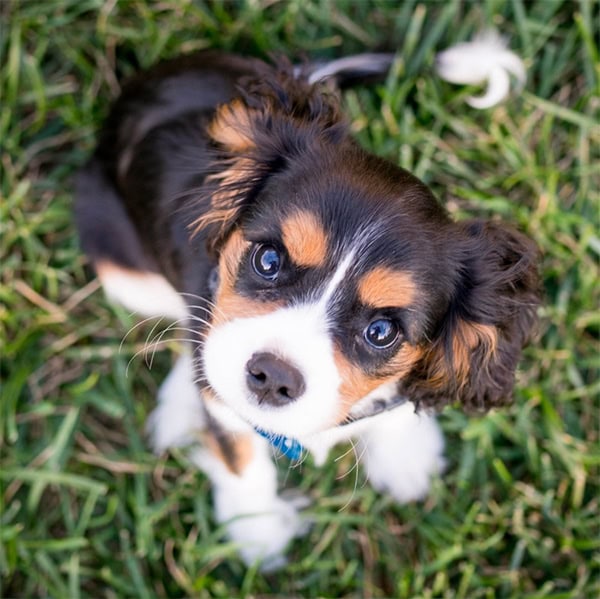 Dog Training at Dragonfly Farm in Northville, MI